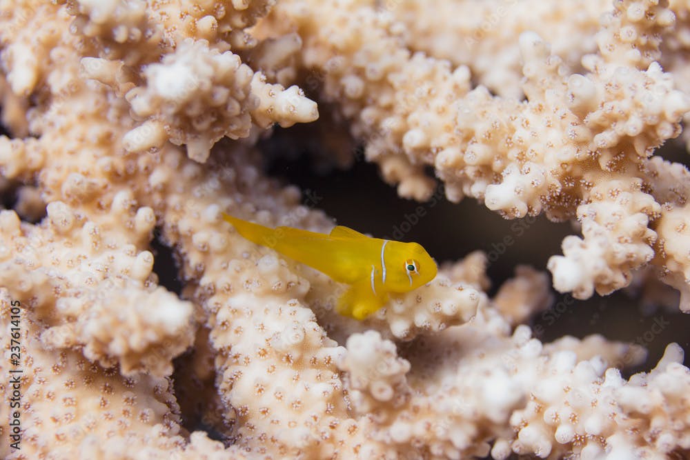 Lemon Coralgoby on a Table Coral in the Red Sea