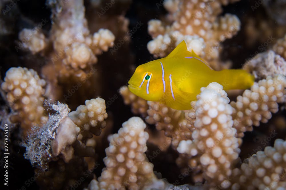 Macro of a Citron coral goby (Gobiodon citrinus) in a hard coral. Small bright yellow fish with white stripes on head.