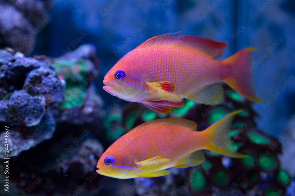 Coral fish - Pseudanthias squamipinnis