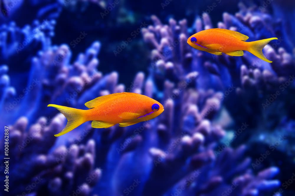 coral fish - Pseudanthias squamipinnis