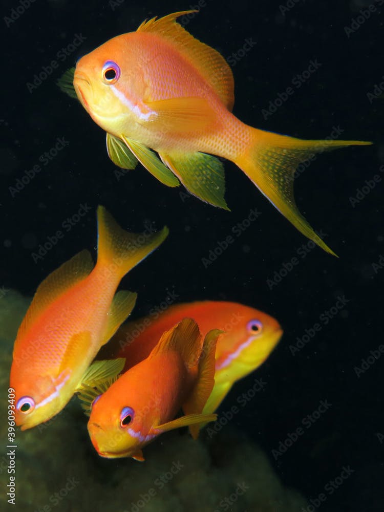 Close-up of female Lyretail anthias Pseudanthias squamipinnis