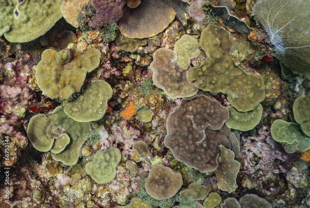 Coral reef in the Caribbean