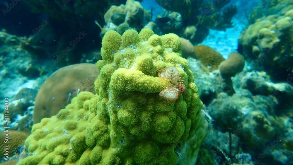 Polychaete Christmas tree worm or spiral-gilled tubeworm (Spirobranchus giganteus) and thick finger coral or hump coral (Porites porites) undersea, Caribbean Sea, Cuba, Playa Cueva de los peces