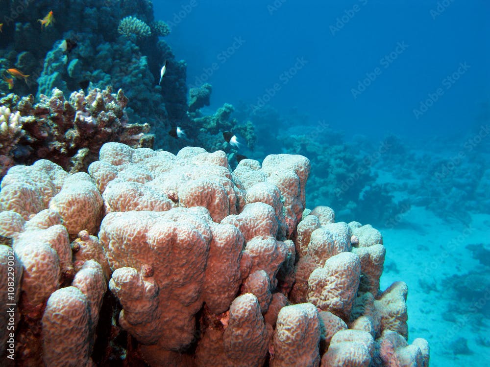 coral reef with  porites coral in tropical sea , underwater