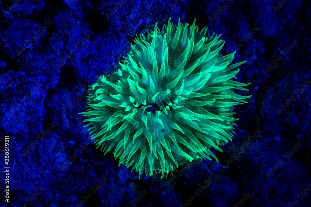 coral or anemone glowing under blacklight, glow fluorescent at night