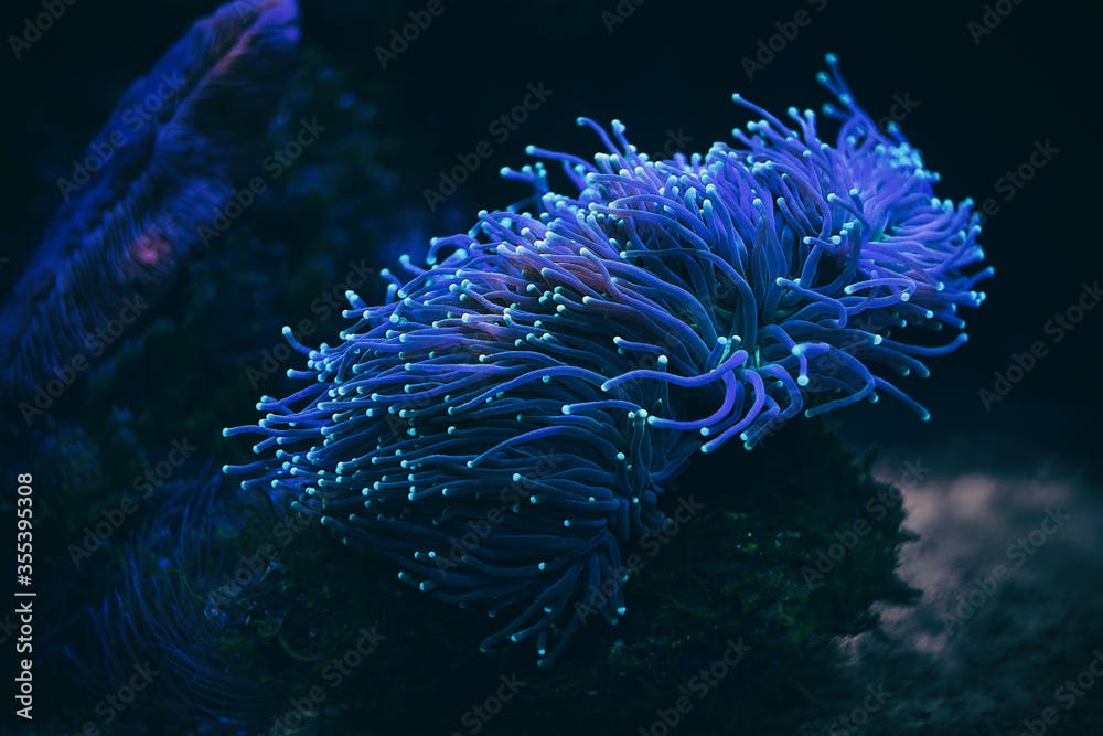 Anemone sea creature macro night shot