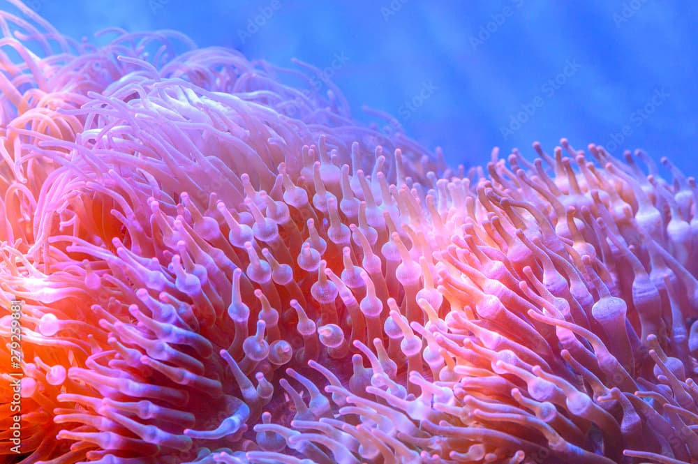 The amazing diversity of sea anemone