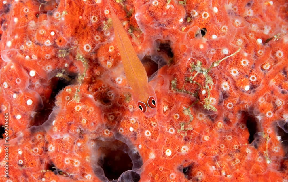 Ringeye dwarfgoby, Trimma benjamini, on the colonial tunicates, Raja Ampat Indonesia.