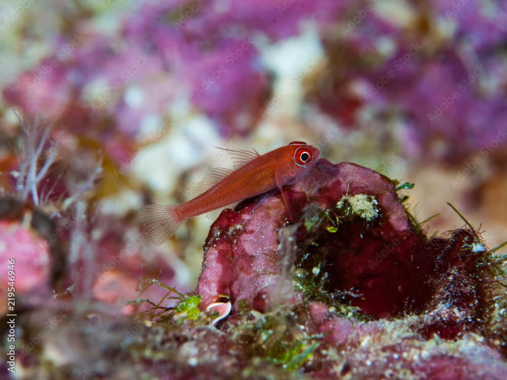 Ring-Eyed Pygmygoby Trimma benjamini