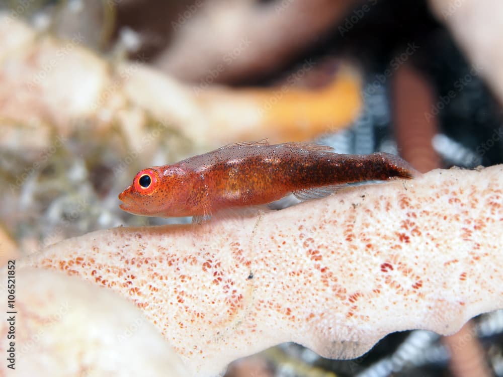 Coral fish Blueband goby