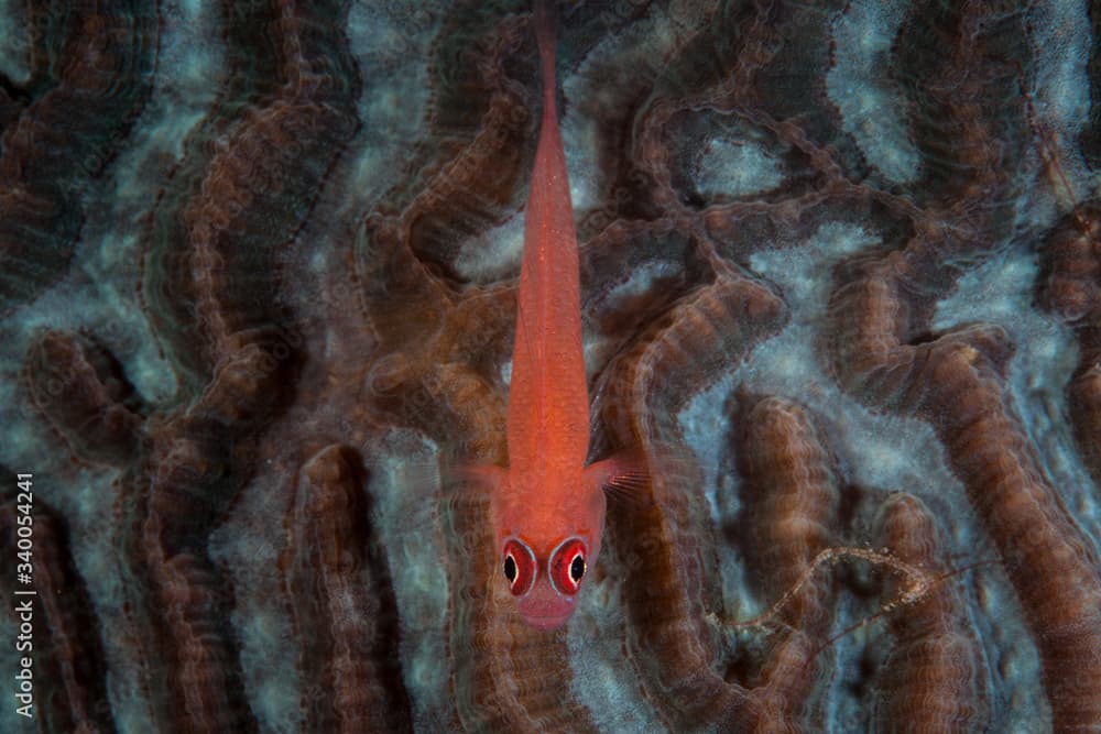 A tiny Ringeye dwarf goby, Trimma benjamini, rests on a coral colony on a healthy reef in the Philippines. This area is within the Coral Triangle and harbors extraordinary marine biodiversity.