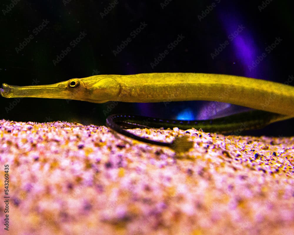 Bay Pipefish at Aquarium of the Bay