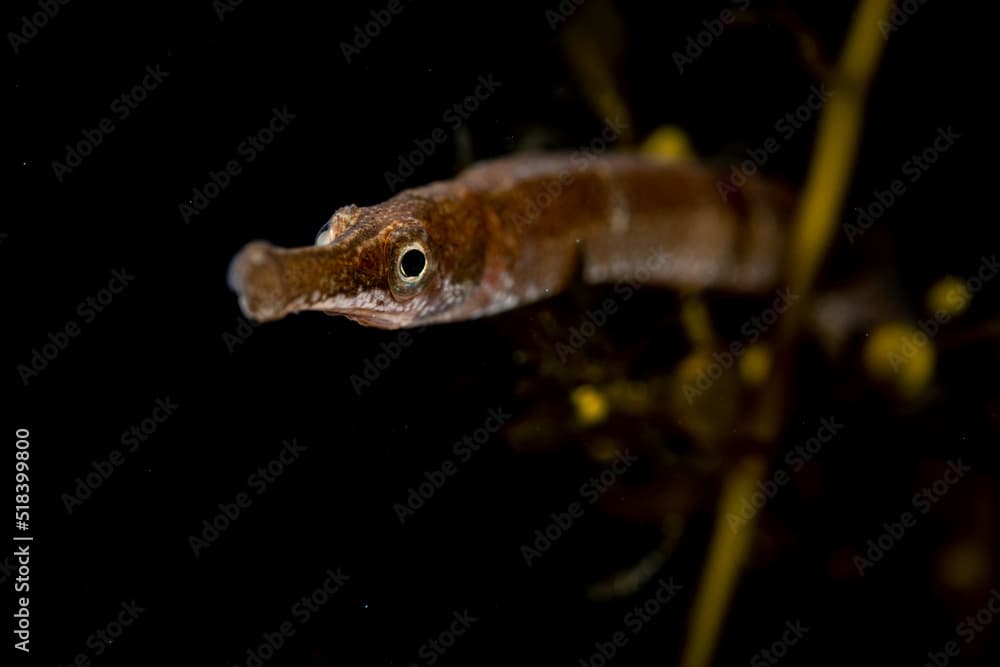 Bay Pipefish Portrait