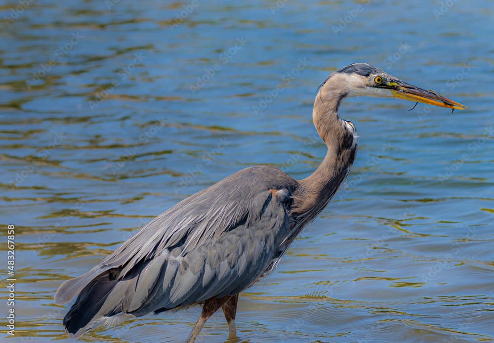 The Heron bird near the ocean holding Bay Pipefish