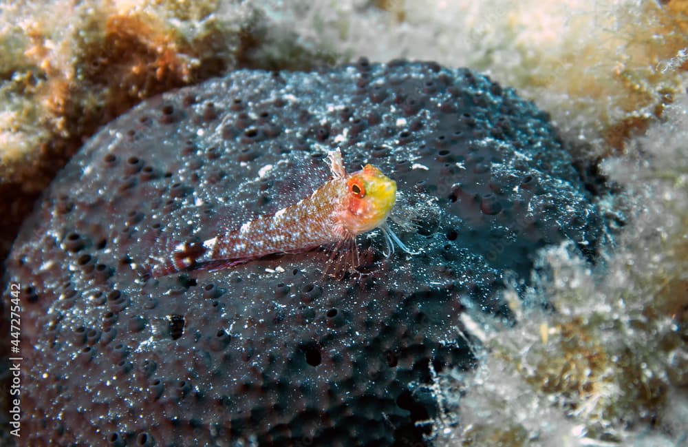 Yellow triplefin (Tripterygion delaisi) in the Mediterranean Sea