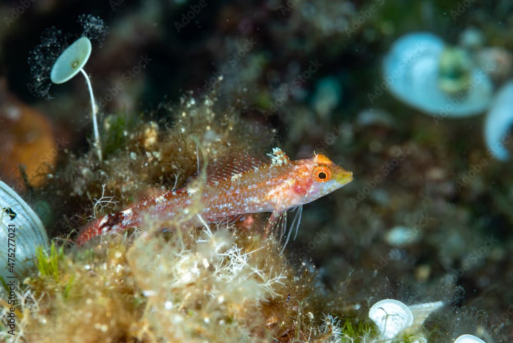 Black-faced blenny Tripterygion delaisi