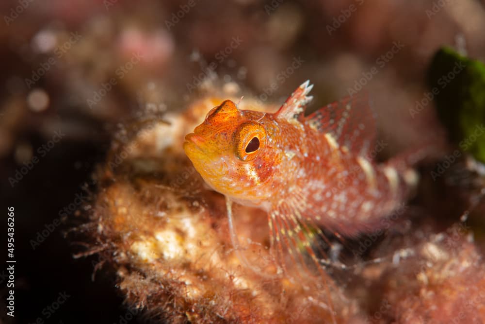 Yellow triplefin (Tripterygion delaisi). Çanakkale, Turkey