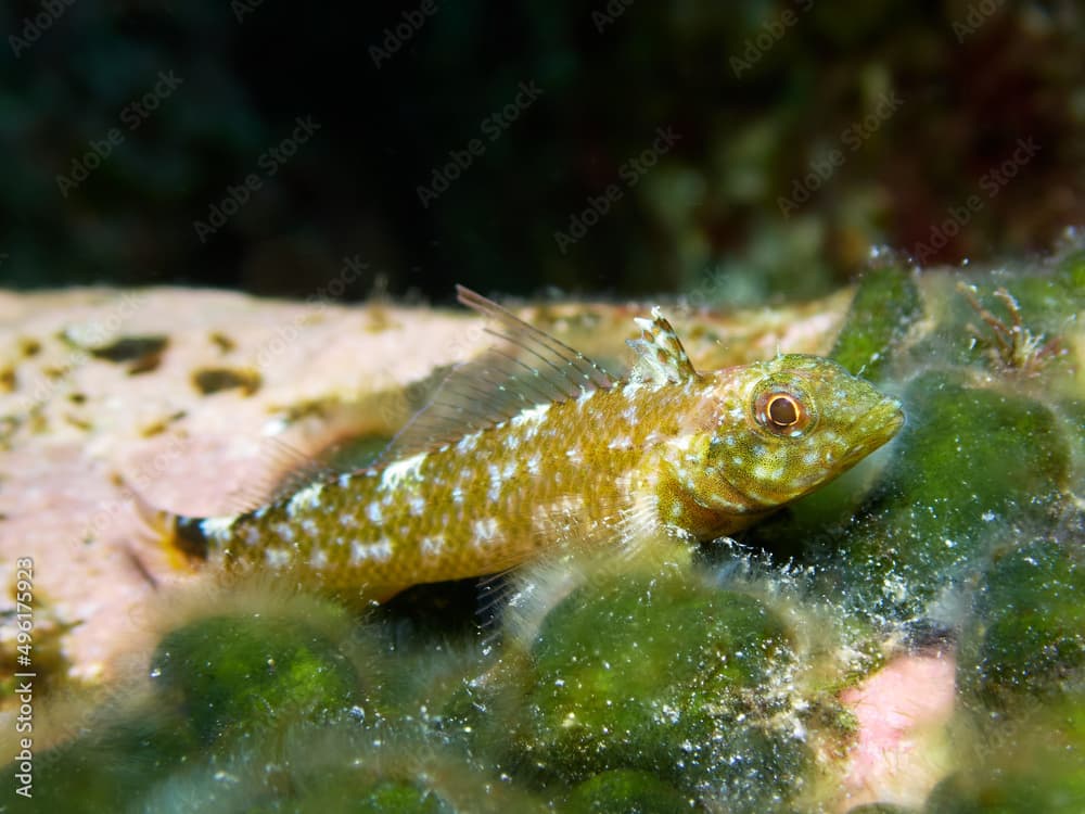 Underwater macro shot of a black-faced blenny, tripterygion delaisi, lying on a stone. Marine life at El Hierro, Canary Islands.