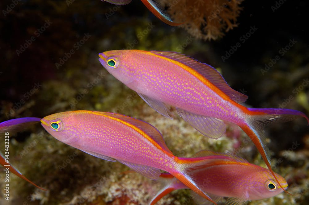 Princess anthiases, Pseudanthias smithvanizi, females, Kosrae Micronesia.