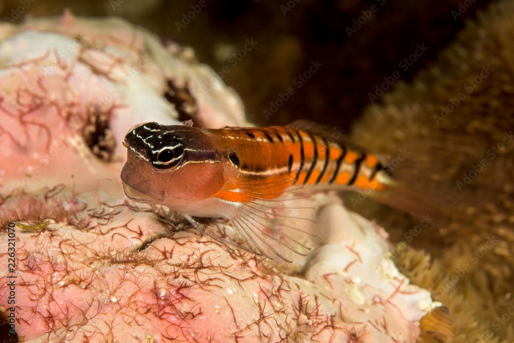 clown coralblenny fish