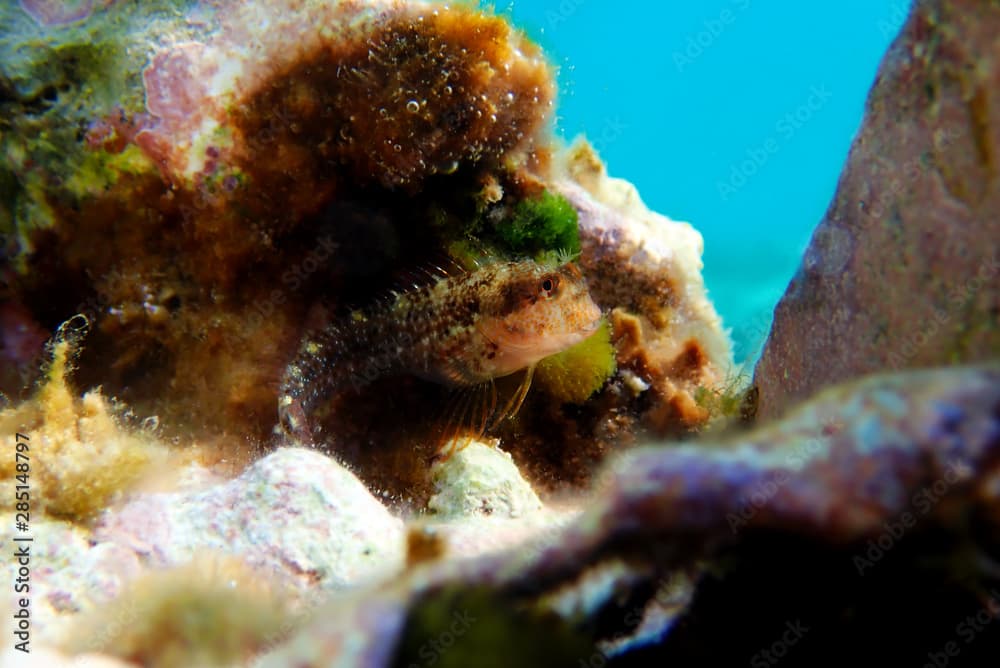 Ringneck Blenny – Parablennius pilicornis