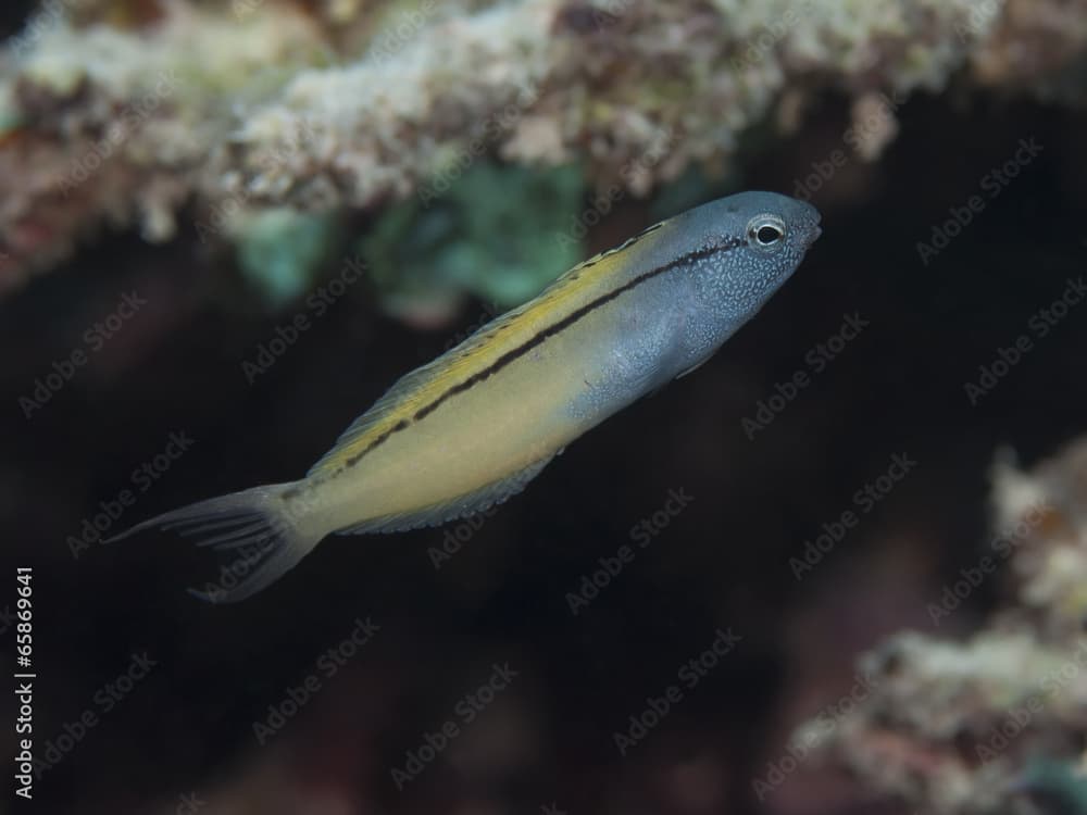 Blackline fangblenny