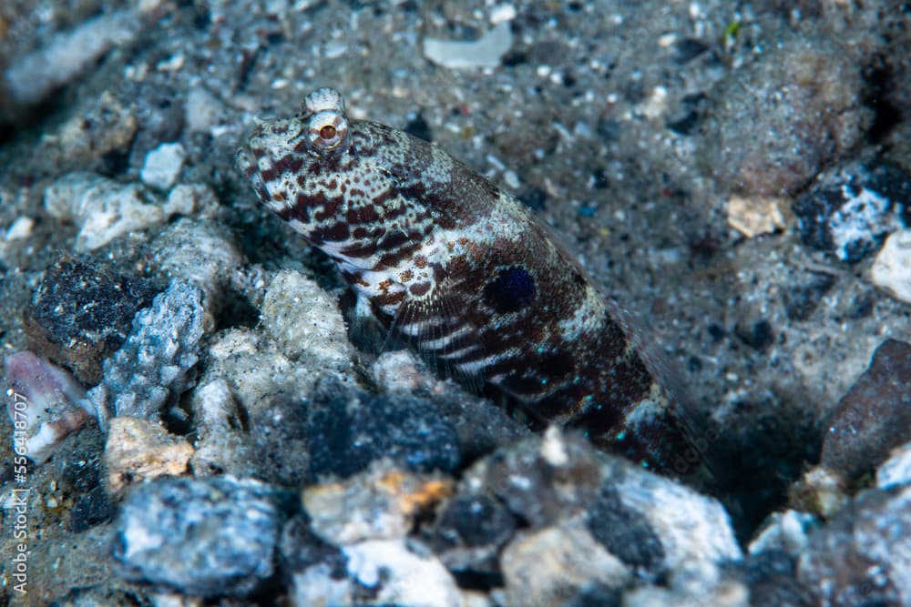 Target Shrimpgoby Cryptocentrus strigilliceps