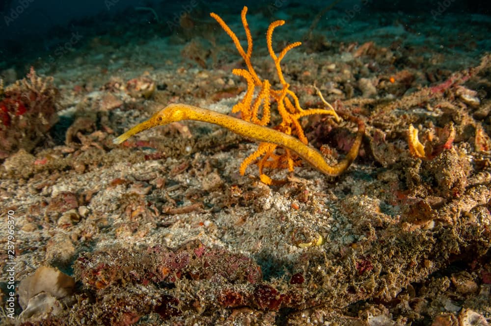 Bentstick Pipefish, Trachyrhamphus bicoarctatus 