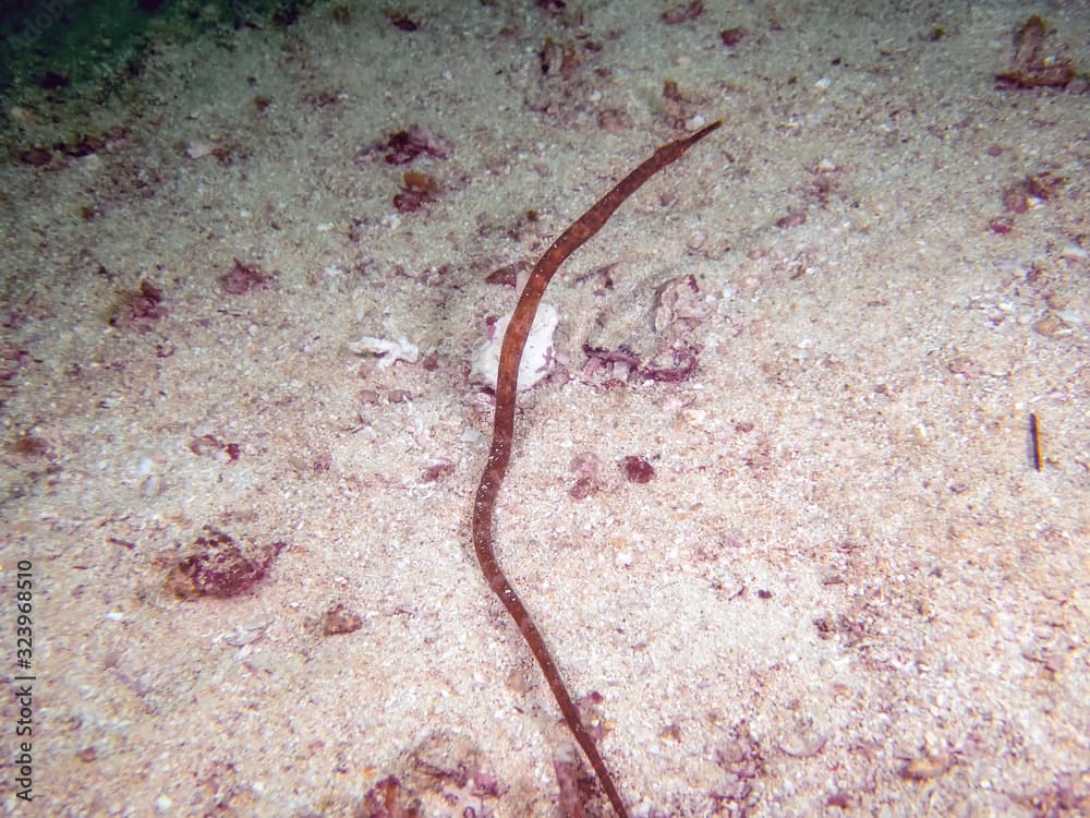 A Double-ended Pipefish (Trachyrhamphus bicoarctatus)