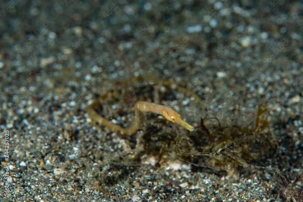 Short-Tailed Pipefish Trachyrhamphus bicoarctatus