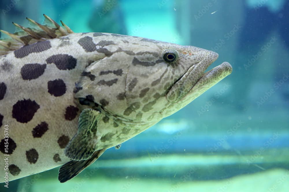 Potato Grouper (Epinephelus tukula) in Japan