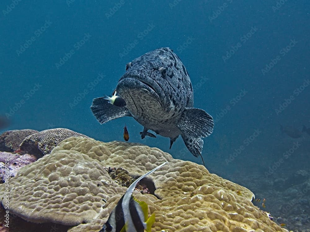 Big potato grouper at a cleaning station