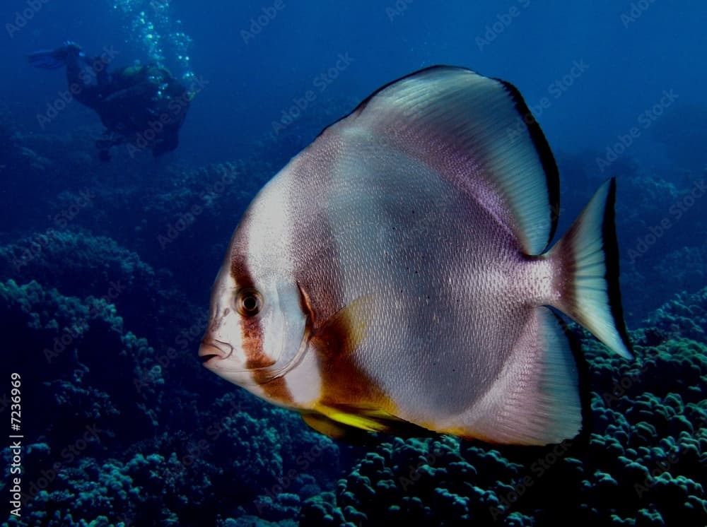 Fledermausfisch mit Taucher (Platax orbicularis)