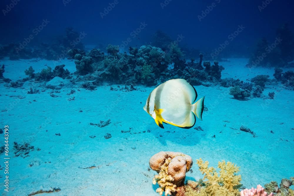 Orbicular Batfish (Platax Orbicularis), Red Sea, Egypt