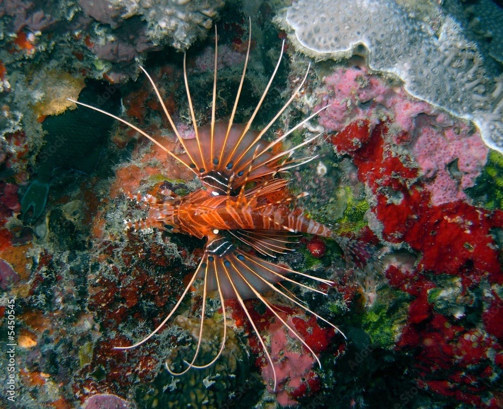 radial firefish; clearfin turkeyfish · Pterois radiata · Reeflings Library