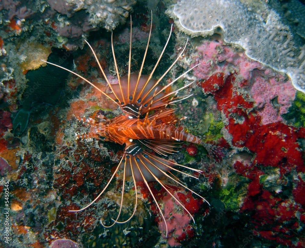 Strahlen Rotfeuerfisch (Pterois radiata)