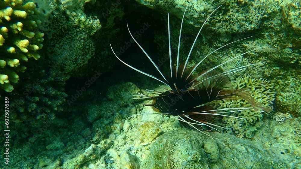 Radial firefish or clearfin turkeyfish, clearfin lionfish (Pterois radiata) undersea, Red Sea, Egypt, Sharm El Sheikh, Nabq Bay