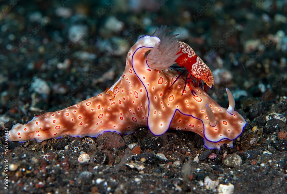 A nudibranch (sea slug) - Ceratosoma trilobatum living together with Emperor shrimp - Zenopontonia rex. Underwater macro world of Tulamben, Bali, Indonesia.