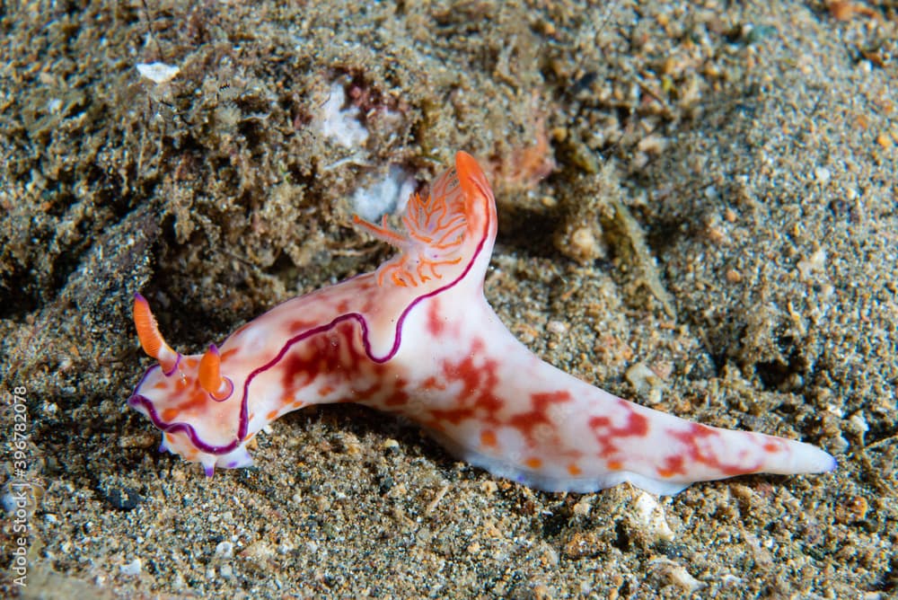 Ceratosoma trilobatum