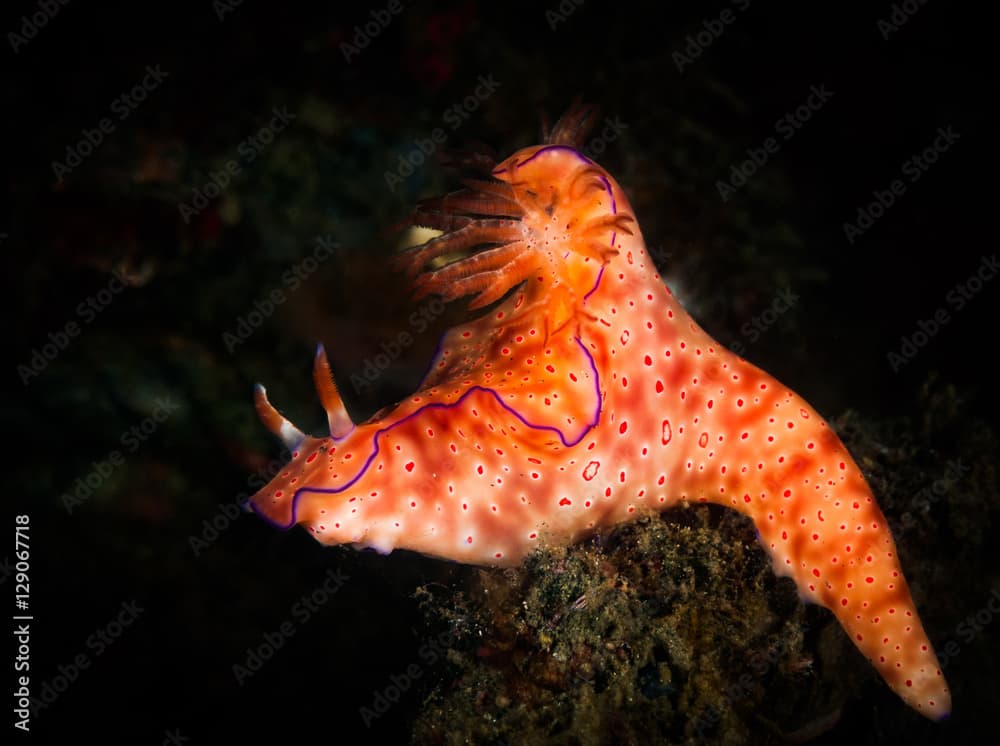 Ceratosoma trilobatum nudibranc on the Jahir 2 divesite, Lembeh Straits, North Sulawesi, Indonesia