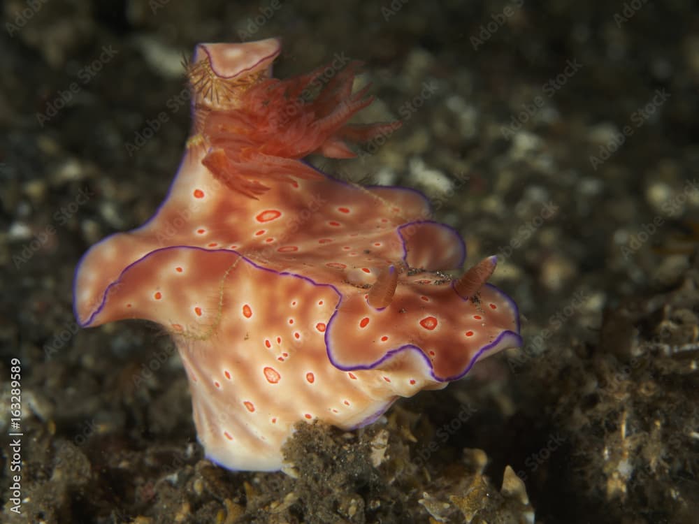 Nudibranch Ceratosoma trilobatum