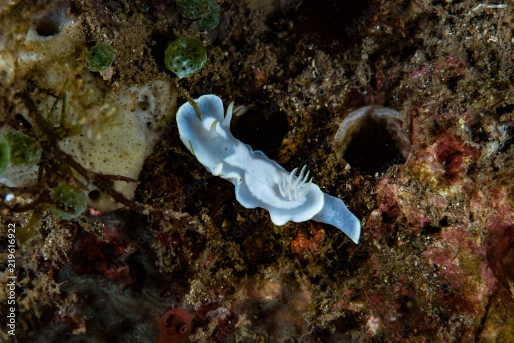 Glossodoris pallida Nudibranch