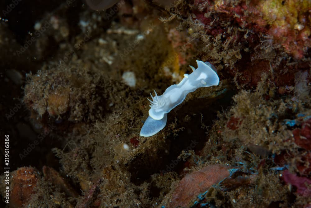 Glossodoris pallida Nudibranch