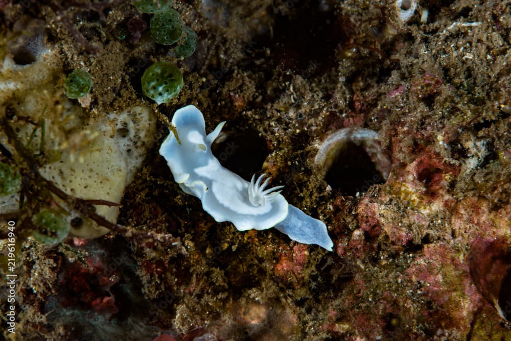 Glossodoris pallida Nudibranch