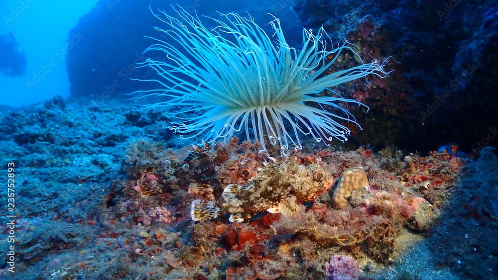 Cerianthus membranaceus and two scorpion fish