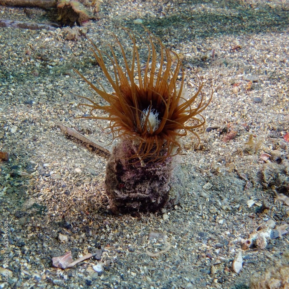 Cylinder anemone or coloured tube anemone (Cerianthus membranaceus) in Mediterranean Sea