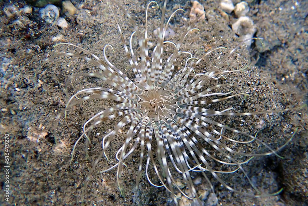 Coloured tube sea anemone - Cerianthus membranaceus
