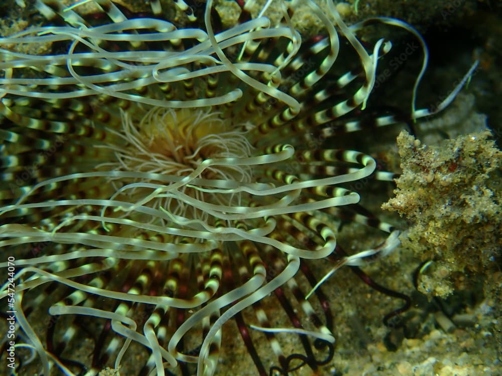 Cylinder anemone or coloured tube anemone (Cerianthus membranaceus) close-up undersea, Aegean Sea, Greece, Halkidiki
