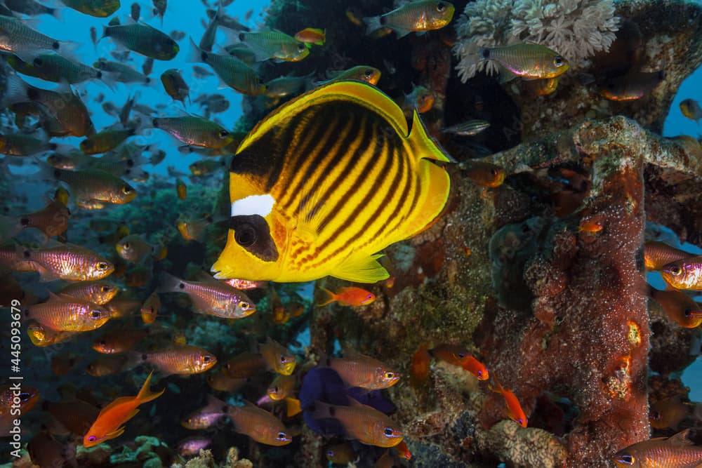 Raccoon Butterflyfish (Chaetodon lunula). Red Sea underwater life of the artificial reef reef near Makadi Bay, Egypt