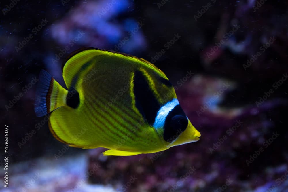 Raccoon butterflyfish, raccoon coralfish, redstriped butterflyfish (Chaetodon lunula).